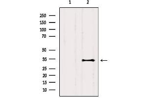 Western blot analysis of extracts from Mouse brain, using CEACAM19 Antibody. (CEACAM19 antibody  (Internal Region))