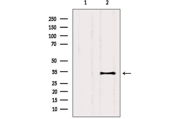 CEACAM19 antibody  (Internal Region)