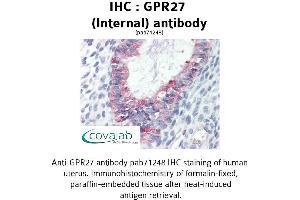 Image no. 2 for anti-G Protein-Coupled Receptor 27 (GPR27) (Internal Region) antibody (ABIN1735042) (GPR27 antibody  (Internal Region))