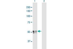 Western Blot analysis of SPOCK3 expression in transfected 293T cell line by SPOCK3 MaxPab polyclonal antibody. (SPOCK3 antibody  (AA 1-433))