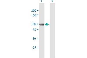Western Blot analysis of EPC1 expression in transfected 293T cell line by EPC1 MaxPab polyclonal antibody.