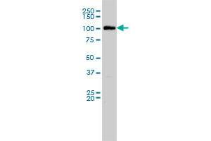 MVP monoclonal antibody (M01), clone 2H3-1A6 Western Blot analysis of MVP expression in Hela S3 NE . (MVP antibody  (AA 1-893))