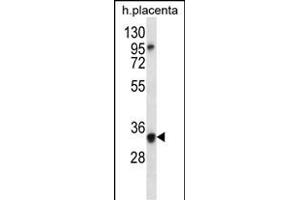 OR6N2 Antibody (C-term) (ABIN656622 and ABIN2845871) western blot analysis in human placenta tissue lysates (35 μg/lane).