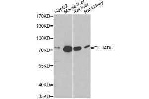Western blot analysis of extracts of various cell lines, using EHHADH antibody (ABIN6292474) at 1:1000 dilution.