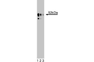 Western blot analysis for NHE on a HEK-293 cell lysate (Human embryonic kidney cells, ATCC CRL-1573). (SLC9A1 antibody  (AA 682-801))