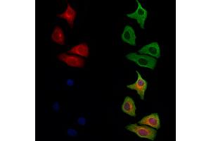 ABIN6264553 and ABIN6279706 staining Hela cells by IF/ICC. (RAB11FIP1 antibody  (N-Term))