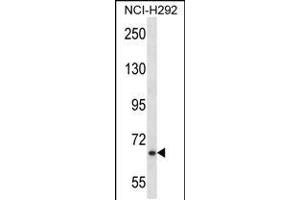 MYB Antibody (Center) (ABIN657911 and ABIN2846859) western blot analysis in NCI- cell line lysates (35 μg/lane). (MYB antibody  (AA 419-448))