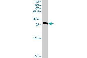 UNC93B1 antibody  (AA 83-135)