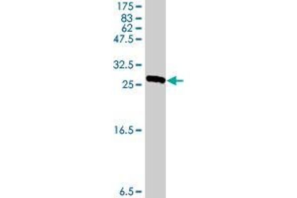 UNC93B1 antibody  (AA 83-135)