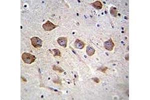 KCNRG antibody analysis in formalin fixed and paraffin embedded human brain tissue. (KCNRG antibody  (AA 175-202))