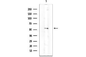 Western blot analysis of lysates from Mouse heart, using JNK3 Mouse Monoclonal Antibody.
