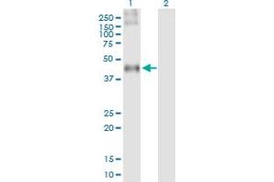 Western Blot analysis of C3AR1 expression in transfected 293T cell line by C3AR1 MaxPab polyclonal antibody. (C3AR1 antibody  (AA 1-482))