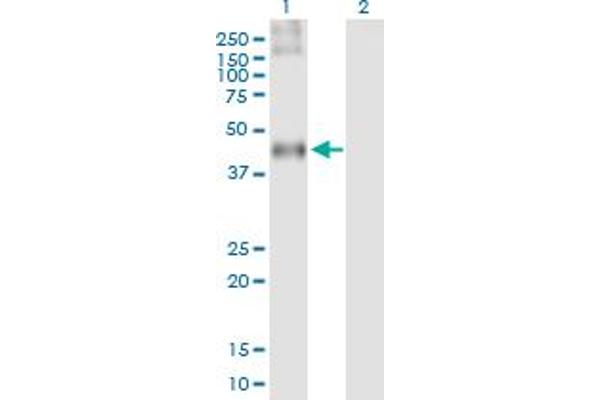 C3AR1 antibody  (AA 1-482)
