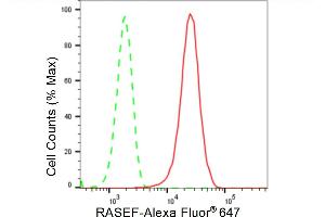 Flow cytometric analysis of RASEF expression in HepG2 cells using RASEF antibody (ABIN7800137), 1:2,000). (Recombinant RASEF antibody)