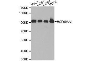 Western blot analysis of extracts of various cell lines, using HSP90AA1 antibody.