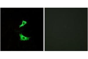 Immunofluorescence analysis of LOVO cells, using FFAR3 Antibody.