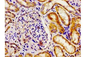 Immunohistochemistry of paraffin-embedded human kidney tissue using ABIN7150152 at dilution of 1:100 (APOBEC3D antibody  (AA 250-371))