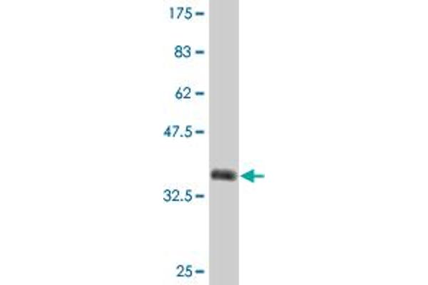 ZNF101 antibody  (AA 112-201)