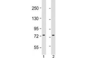 Western blot testing of human 1) HepG2 and 2) K562 cell lysate with GTPBP4 antibody at 1:1000. (GTPBP4 antibody  (AA 477-510))