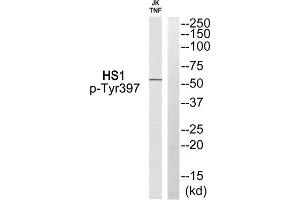 Western Blotting (WB) image for anti-Hematopoietic Cell-Specific Lyn Substrate 1 (HCLS1) (pTyr397) antibody (ABIN1847822) (HCLS1 antibody  (pTyr397))