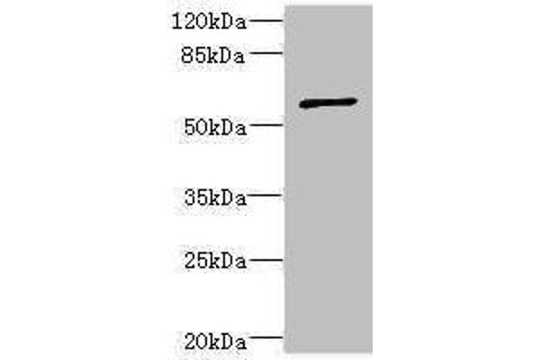 TBCE antibody  (AA 328-527)