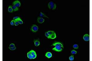 Immunofluorescent analysis of MCF-7 cells using ABIN7162280 at dilution of 1:100 and Alexa Fluor 488-congugated AffiniPure Goat Anti-Rabbit IgG(H+L) (ORMDL2 antibody  (AA 64-153))