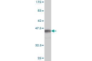 Western Blot detection against Immunogen (35. (DDIT3 antibody  (AA 1-90))