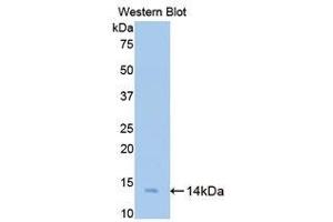 Western Blotting (WB) image for anti-Bone Morphogenetic Protein 2 (BMP2) (AA 284-388) antibody (ABIN3209832) (BMP2 antibody  (AA 284-388))