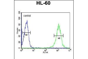 Flow cytometric analysis of HL-60 cells (right histogram) compared to a negative control cell (left histogram). (B4GALT1 antibody  (C-Term))