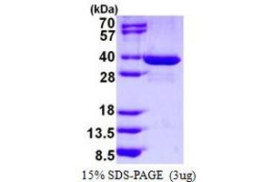 Image no. 1 for Spindlin 1 (SPIN1) protein (His tag) (ABIN1098308) (Spindlin 1 Protein (SPIN1) (His tag))