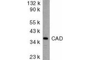 Western blot analysis of CAD in mouse kidney tissue lysate with CAD antibody at 2μg/ml.