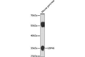 Western blot analysis of extracts of mouse pancreas, using USP46 antibody (ABIN7271165) at 1:1000 dilution.