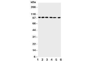 PIAS1 anticorps  (AA 636-651)