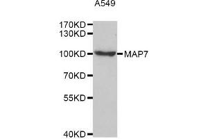 Western blot analysis of extracts of A549 cell line, using MAP7 antibody. (MAP7 antibody  (AA 490-749))