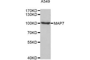 Western blot analysis of extracts of A549 cell line, using MAP7 antibody. (MAP7 antibody  (AA 490-749))