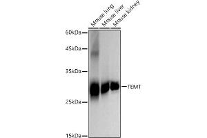 Western blot analysis of extracts of various cell lines, using TEMT antibody (ABIN7267865) at 1:2000 dilution. (INMT antibody)