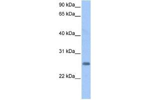LOC730950 antibody used at 0. (LOC728743 antibody  (C-Term))