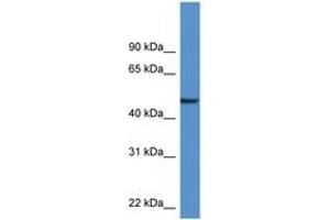 Image no. 1 for anti-Neuronal Pentraxin 1 (NPX1) (AA 186-235) antibody (ABIN6747254) (NPX1 antibody  (AA 186-235))