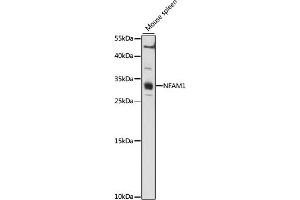 Western blot analysis of extracts of Mouse spleen, using NF antibody (ABIN7268902) at 1:1000 dilution. (NFAM1 antibody  (AA 186-270))