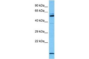 Host:  Mouse  Target Name:  MYEF2  Sample Tissue:  Mouse Testis  Antibody Dilution:  1ug/ml