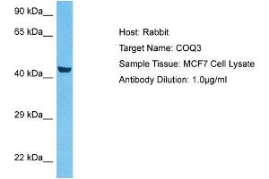 Host:  Rabbit  Target Name:  COQ3  Sample Type:  MCF7 Whole Cell lysates  Antibody Dilution:  1. (COQ3 antibody  (Middle Region))