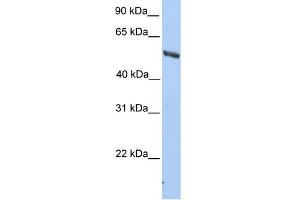 WB Suggested Anti-IMPDH2 Antibody Titration: 0. (IMPDH2 antibody  (C-Term))