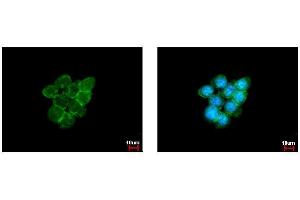 Immunofluorescence (IF) image for anti-Caveolin 1, Caveolae Protein, 22kDa (CAV1) (N-Term) antibody (ABIN2854651)