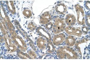 Human kidney (RNF165 antibody  (Middle Region))