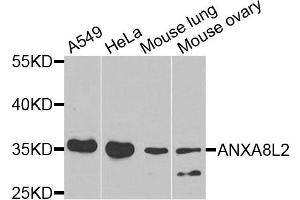 Western blot analysis of extracts of various cell lines, using ANXA8L2 antibody (ABIN5975720) at 1/1000 dilution. (ANXA8L2 antibody)