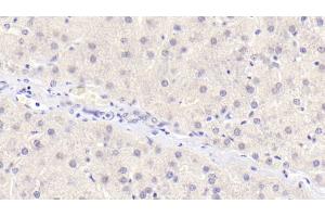 Detection of OPG in Human Liver Tissue using Monoclonal Antibody to Osteoprotegerin (OPG) (Osteoprotegerin antibody  (AA 1-196))