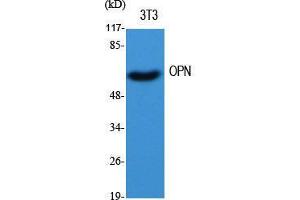 Western Blot (WB) analysis of specific cells using OPN Polyclonal Antibody. (Osteopontin antibody  (C-Term))