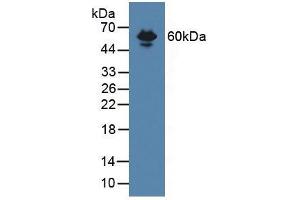 Figure. (Endoglin antibody  (AA 27-137))