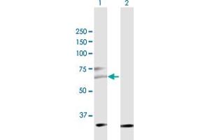 Western Blot analysis of CDC25C expression in transfected 293T cell line by CDC25C MaxPab polyclonal antibody. (CDC25C antibody  (AA 1-473))