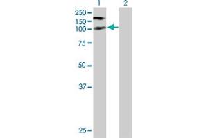 Western Blot analysis of NBR1 expression in transfected 293T cell line by NBR1 MaxPab polyclonal antibody. (NBR1 antibody  (AA 1-966))